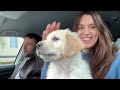 Chill Vlog With My Cute Golden Puppy (and Bonus Breakfast Recipe)
