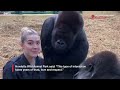 Woman feeds treats to pair of gorillas she's known since birth | SWNS