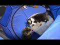 Bootleg & Moonshine - Guardian Angels Cat Rescue