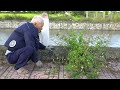 Age Is Just a Number: My Uncle's Inspiring Dedication to Cleaning the Canal Sidewalks