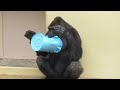 Fever in a bucket! Annie and Kiyomasa play with the bucket. Shabani, Gorilla, Silverback.