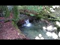 Cascades mountain stream