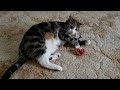 Cat loves new chew toy