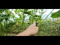 Pruning Okra, for abundant harvest with just a few plants.