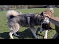 Two Husky's Reunite after months of being apart! This will make you Smile!