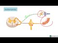 Divisions of the Nervous System - Neuroanatomy Basics