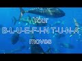 A Bluefin Tuna Song | Bluefin, Bluefin… The Whole World Loves (to eat) You