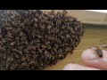 4 minutes of bees