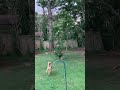 Dog versus Tree