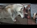A Day With the Husky Puppy