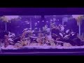 Tannins And Their Effect On Your Aquarium.