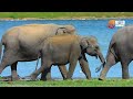 Twin Elephant Birth in Sri Lanka | Is The Female Twin Dead?