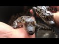 Playing and touching with baby crocodiles.