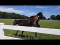 Cute Foal Running & Bucking