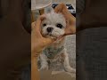 귀여운강아지 챌린지 ㅋ Cute puppy challenge, hee