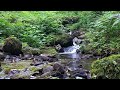 nature sound🌱Calm Mountain River. Relaxing River Sounds #naturelovers