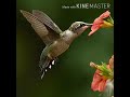 Mummingbird sounds / hummingbird Calls / Bird sounds / Bird calls