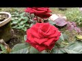 Top 3 beautiful roses in my small garden 🌹🥀