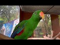 “The Noisy Eclectus Green Parrot”@ Lyger Zoo