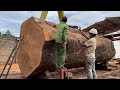 Wood Cutting Skills // The World's Largest Tree Left After The Ice Age