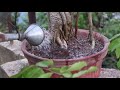 Banyan Bonsai Care | Ficus Benghalensis Bonsai Care | Bonsai ideas