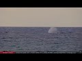 Humpback Whale Breaches in front of Maui Sands, Hawaii (Jan 27, 2024)
