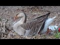 Virginia Lake Nesting (Part II)