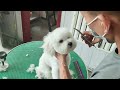 Pet Groomer's Secrets: From Bathing to Trimming, Watch the Messy-to-Stunning Transformation