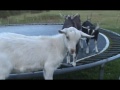 Bouncing Kid Goats on the Trampoline