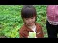 The Process of Harvesting Termite Mushrooms and Upland Melon Gardens to Bring to the Market for Sale