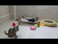 The FUNNIEST Dogs and Cats Shorts Ever😹🐕You Laugh You Lose😍