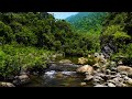 Relaxing forest sounds. Birds chirping. Sleep. Learn. Work effectively. ASMR
