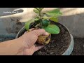 Agriculture skills! Guavas tree a growing from guava fruit in pots