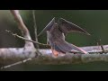Hummingbirds: Jewelled Messengers - Go Wild