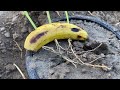 How To Grow Grape Vine From Grape Branches in Banana Fruit | Grow Grapes in Banana