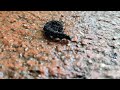 Spiky black caterpillar of the common Peacock butterfly