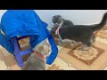 New Cute and Funny Animals 2024 🤣 Funniest Cats and Dogs Videos #30