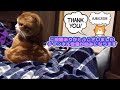 興奮しすぎたスコティッシュ猫！飛び跳ねみかん暴走中！【over excited cat】