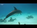 [NEW] 11HR Stunning 4K Underwater Footage - Rare & Colorful Sea Life Video - Relaxing Sleep Music #6
