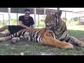 Tiger tries to attack tourist (me)