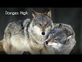 Difference Between coyotes, wolves, and coywolves...