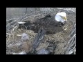 Decorah Eaglet Escapes from Under Dad & Attacks/Bites the Prey Apr 5, 2011