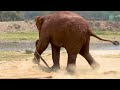 Baby Chaba's Hose Pipe Adventure - ElephantNews