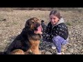 Watch What Happens when Betrayed German Shepherd Feels Love Again