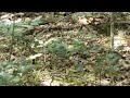 Appalachian Trail rattlesnake, New Jersey, August 2023