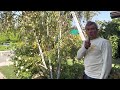 The Beauty of the White Birch: How to Prune a European White Birch - Vargas Landscaping Presents