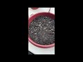 Greenstalk Vertical Garden | Planting Up My Greenstalk | Planting Tomatoes & Peppers 🫑🍅