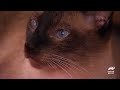 Siamese Kittens' Adorable Christmas Antics | Too Cute! | Animal Planet
