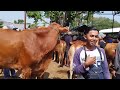 VIRAL!! Babon MONSTER Bikin GEGER Pasar Tuban!! Sapi Jumbo Super Langka