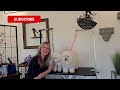 Coton de Tulear breed journey and grooming notes! *SPECIAL EDITION* + Nerd Vault alert!
